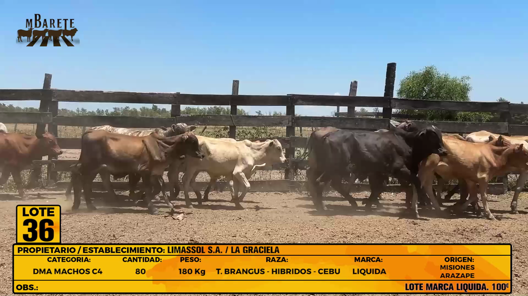 Lote LOTE 36