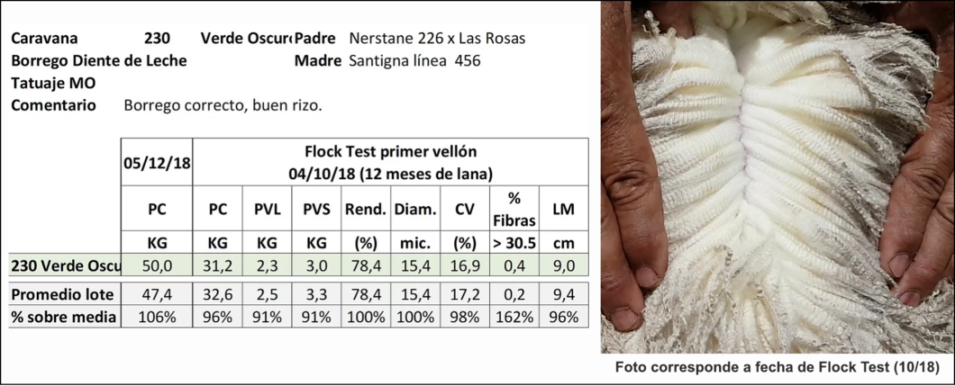 Lote Caravana 230