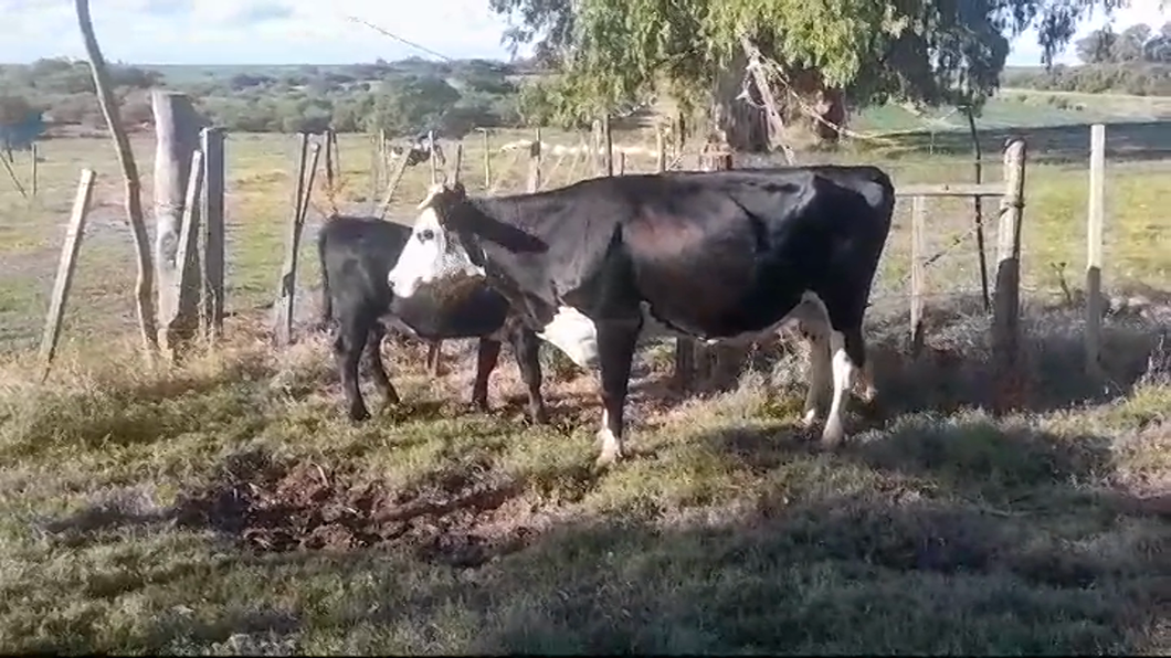 Lote 2 Piezas de cría a remate en #42 Pantalla Carmelo  en LA CONCORDIA