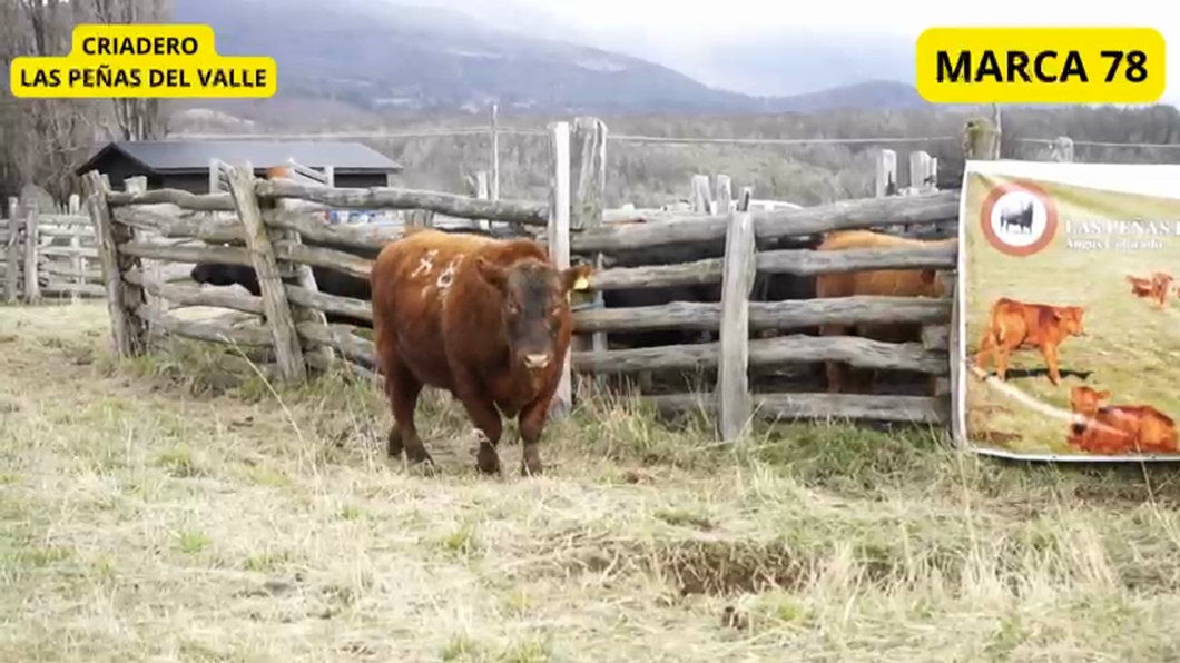 Lote 1 Toro en XI Región Aysén, Coyhaique