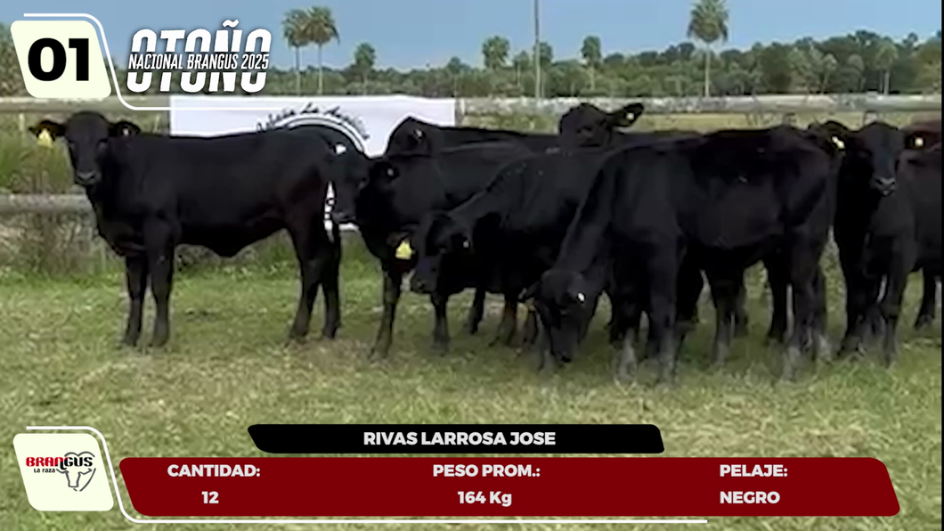 Lote LOTE 1