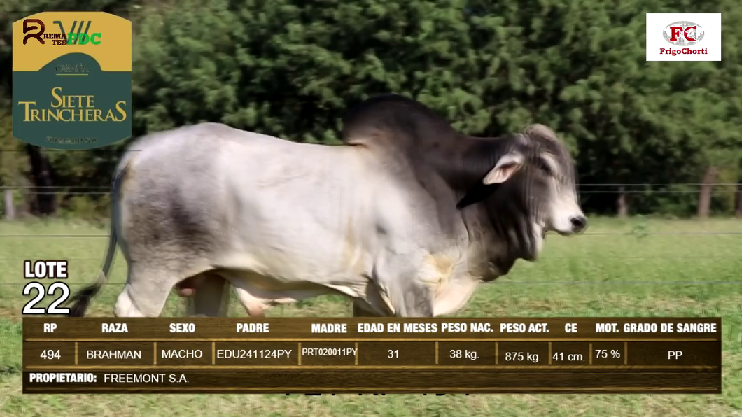 Lote Machos BRAHMAN a remate en Expo Pioneros 24 de Mayo 2024 en Pioneros del Chaco S.A.