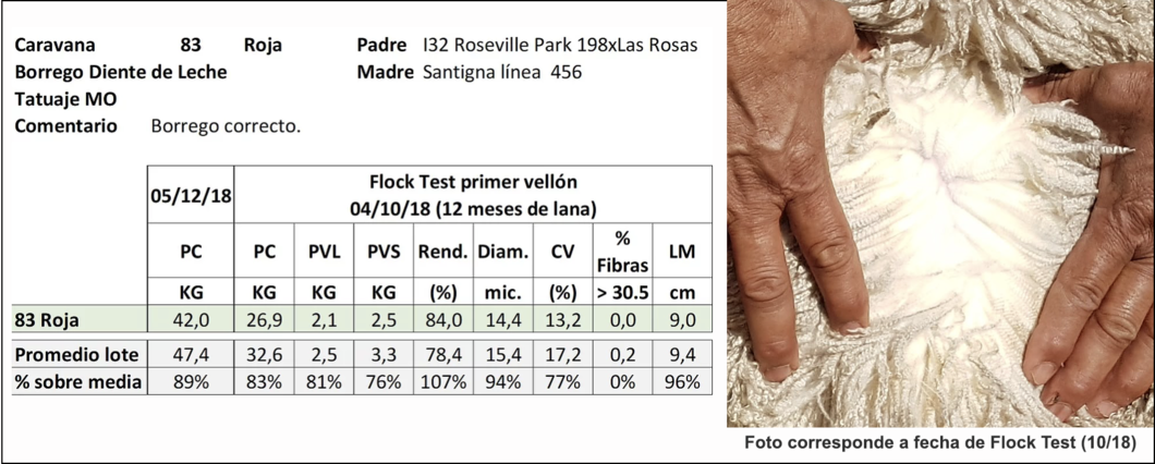 Lote Caravana 83