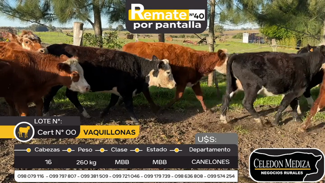 Lote 16 Vaquillonas  en Canelones