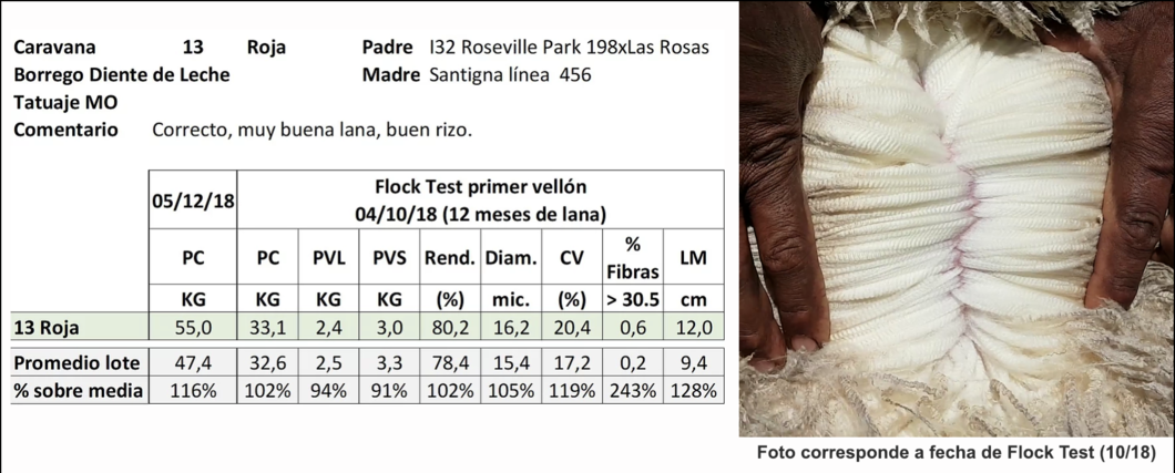 Lote Caravana 13