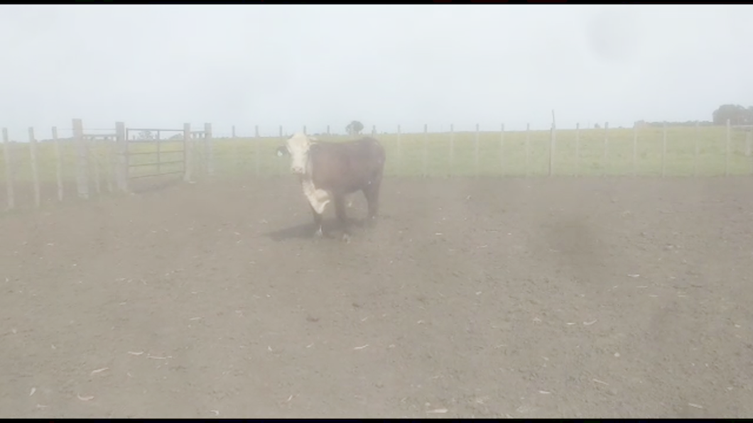 Lote Toros Brangus a remate en Aniversario 115 Años - Camy 550kg -  en Coronilla