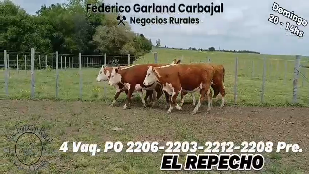 Lote VAQUILLONAS PO PREÑADAS