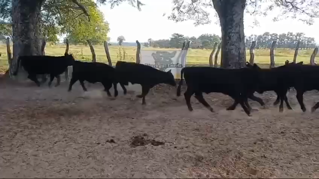 Lote 70 Terneros en Concordia, Entre Ríos