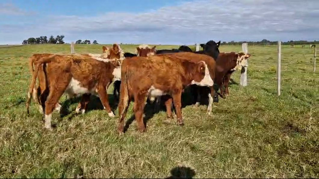 Lote 8 Novillos Hereford y Angus a remate en Pantalla Camy  en Libertad