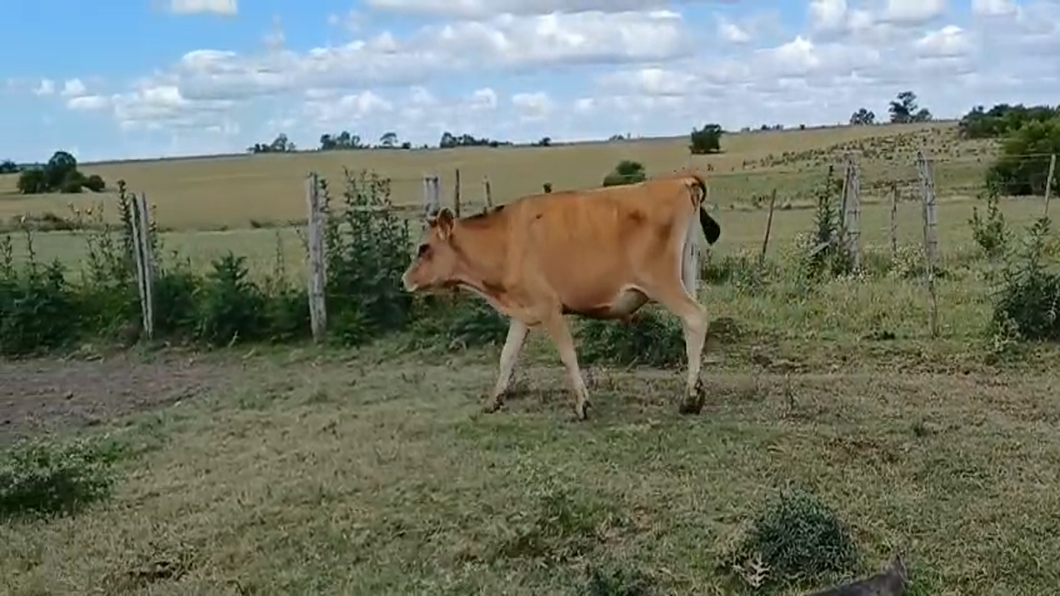 Lote NOVILLO