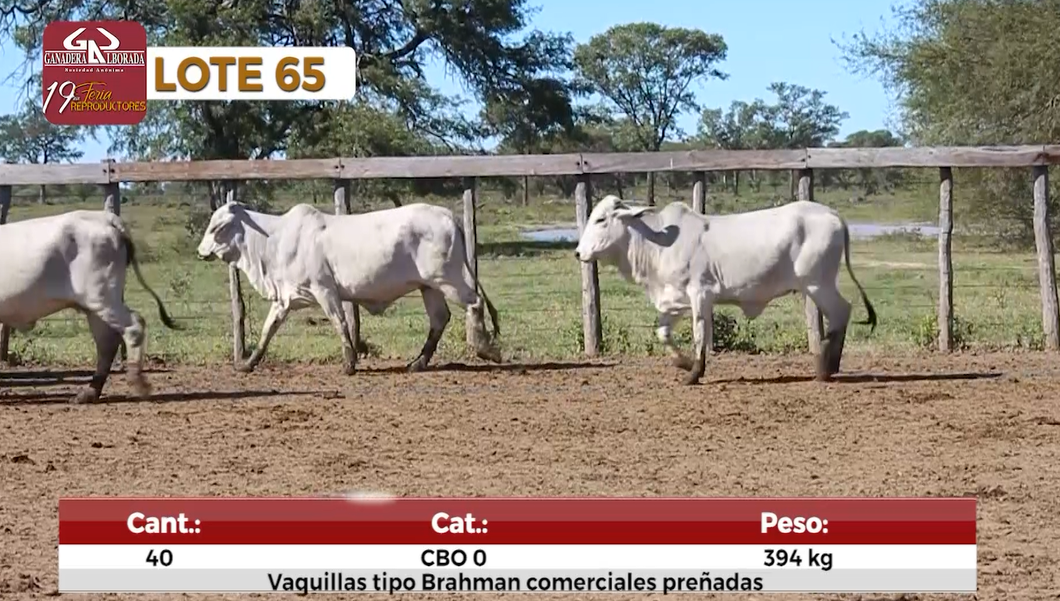 Lote Reproductores de Alborada - Lote 65