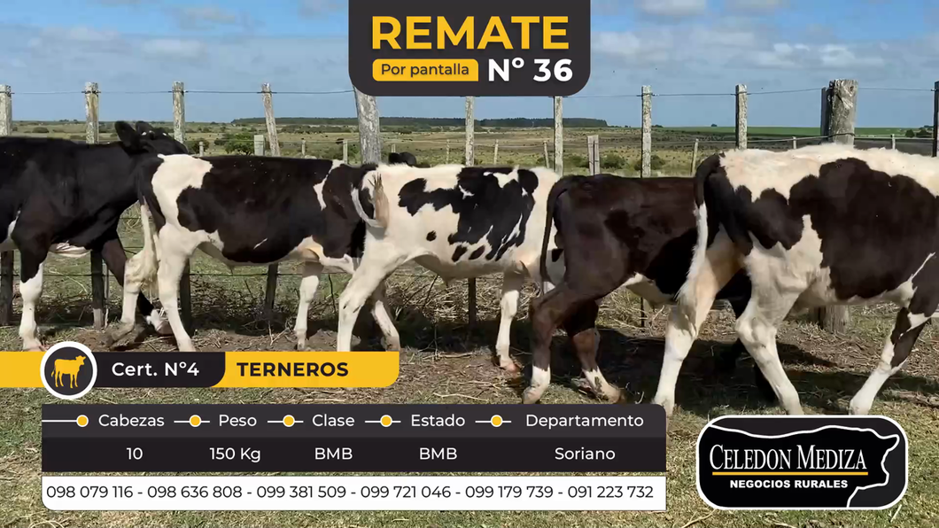 Lote 10 Terneros en Soriano