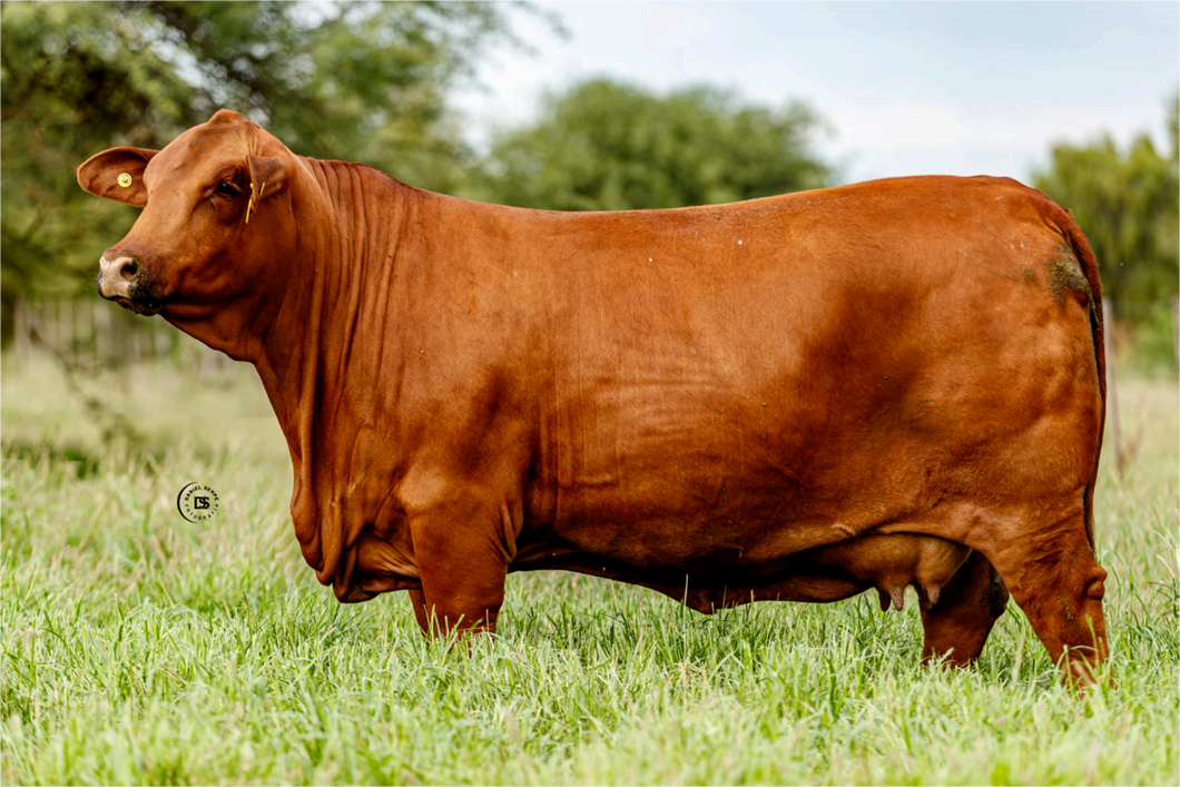 Lote PACK 5 EMBRIONES DAMA X MAFIOSO