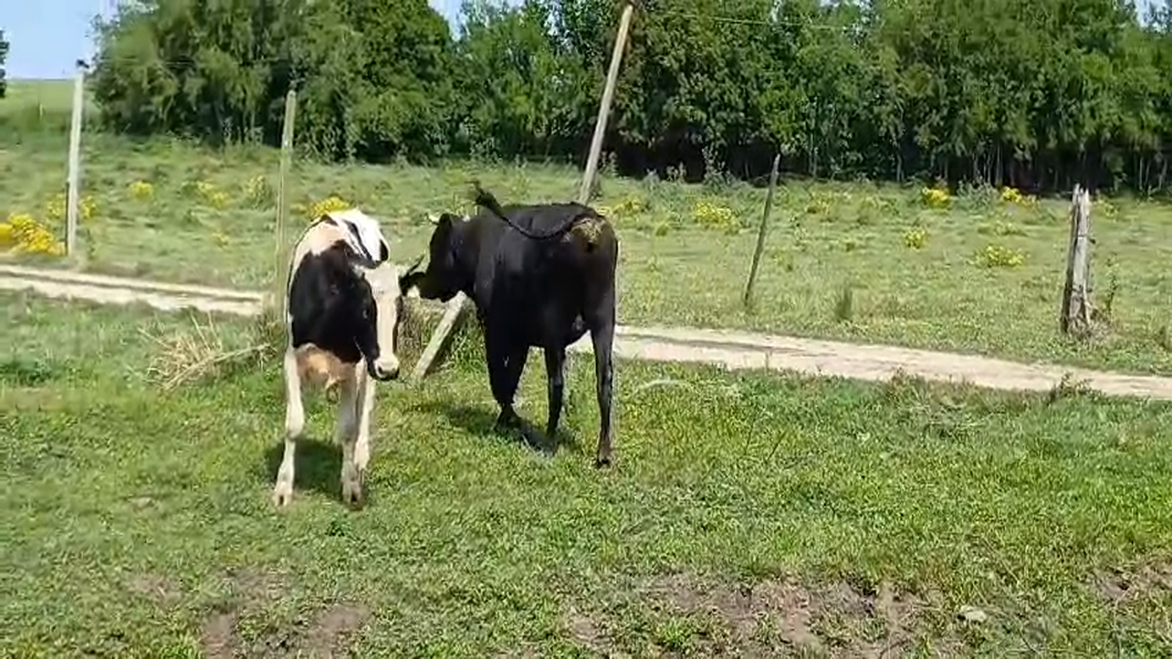 Lote 3 Toros de industria CRUZAS a remate en #50 Pantalla Carmelo 400kg -  en PICADA BENITEZ