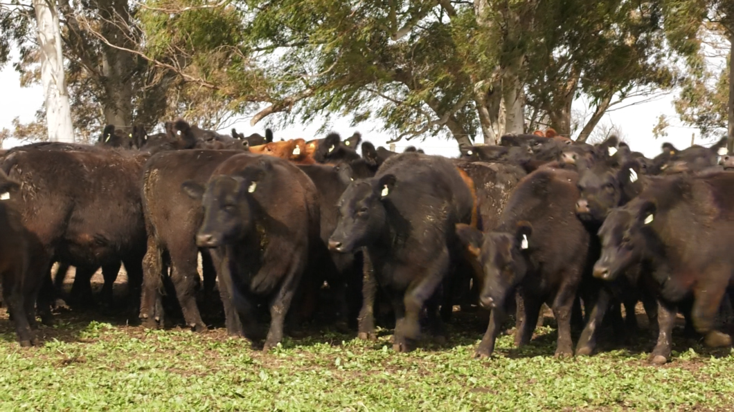 Lote 10 VAQUILLONAS PURAS POR CRUZA