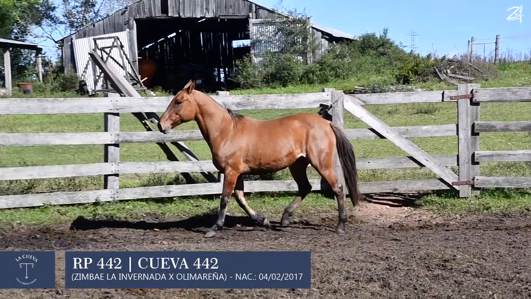 Lote Yegua de andar
