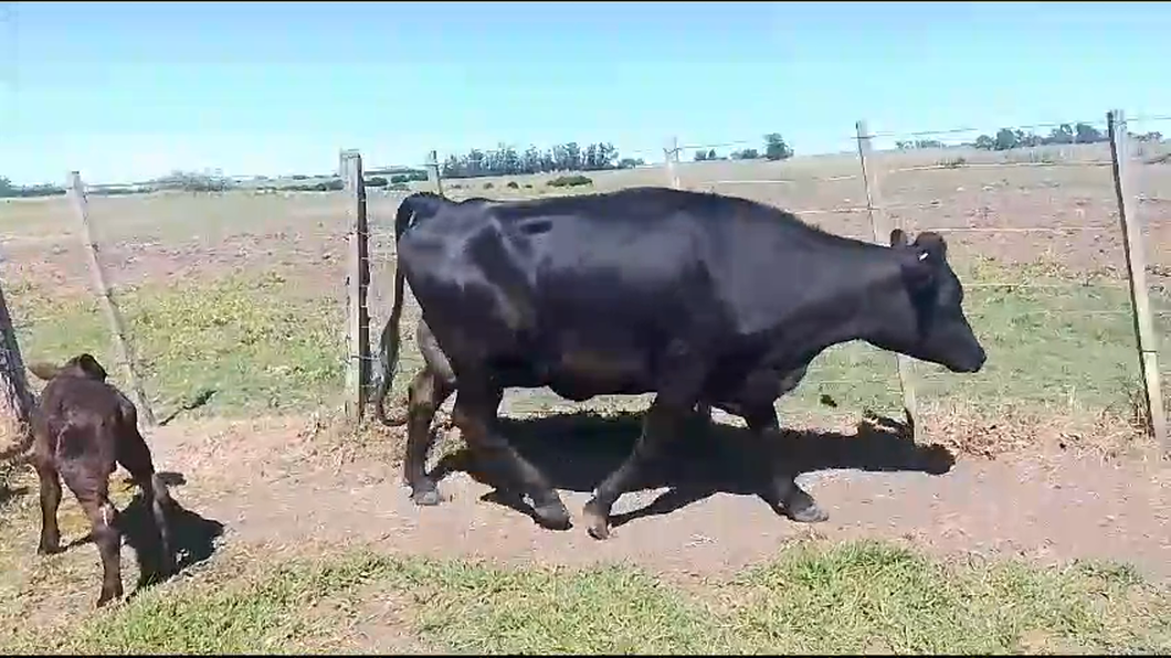 Lote Piezas de cría a remate en Pantalla Camy 440kg -  en Pavon