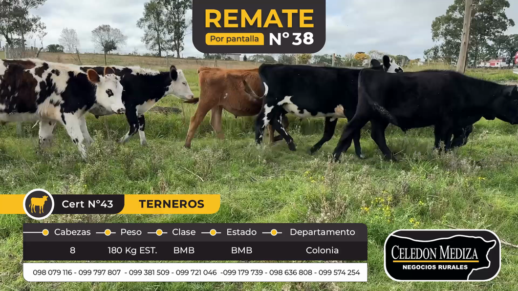 Lote 8 Terneros en Tarariras, Colonia