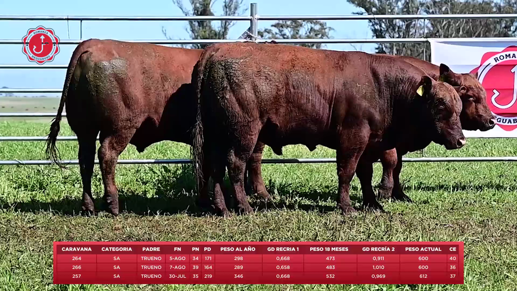 Lote 3 Toros a remate en 8º Remate Anual - Estancia Romanza, Tacuarembó