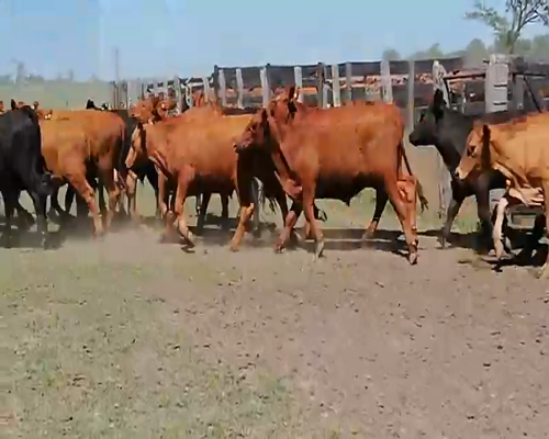 Lote 200 Novillitos en Villaguay, Entre Ríos