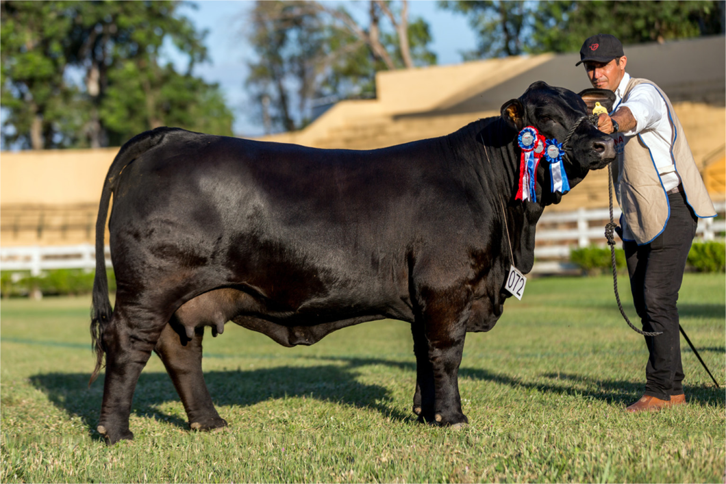 Lote PACK 5 EMBRIONES F.I.Y PUKAYY SHERAZADE R.P 498 X F.I.Y PUKAYY KING GEORGE R.P 866