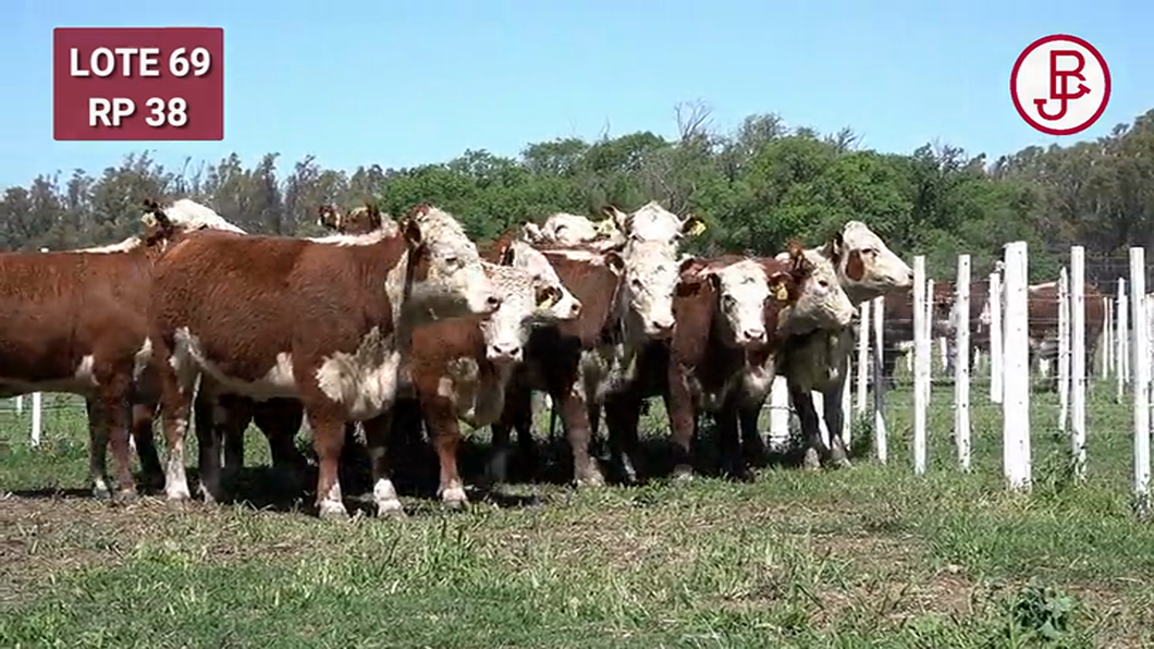 Lote VAQUILLONAS PREÑADAS Polled Hereford -PARICION OTOÑO 2024-