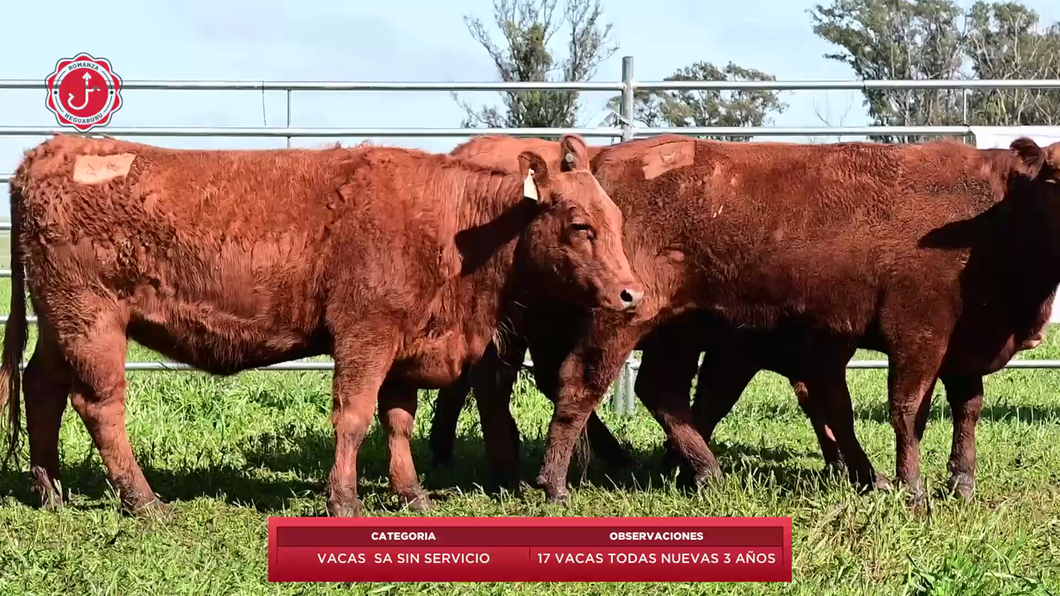 Lote 17 Vacas SA a remate en 8º Remate Anual - Estancia Romanza 521kg - , Tacuarembó