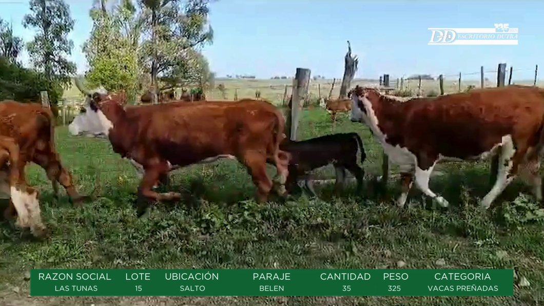 Lote VACAS PREÑADAS - LAS TUNAS