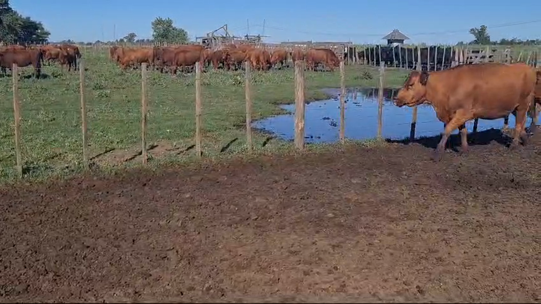 Lote 31 Vacas nuevas y medio uso C/ gtia de preñez