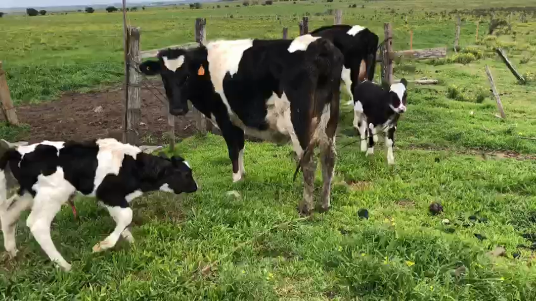 Lote 4 Piezas de cría Holando a remate en Aniversario 115 Años - Camy 350kg -  en Ruta 3 km 120