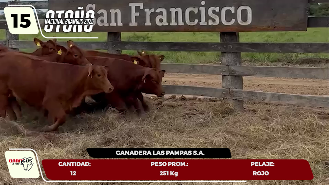 Lote LOTE 15