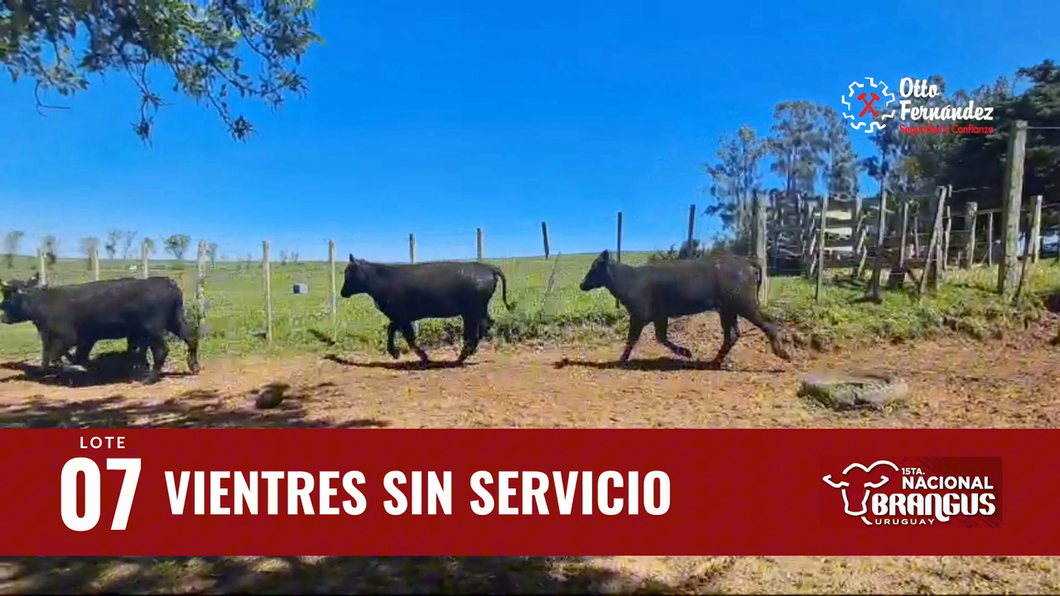 Lote Vientres Sin Servicio