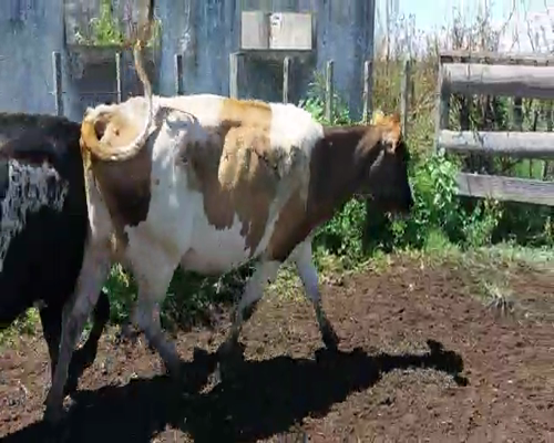 Lote 3 Vacas de Invernada CRUZAS a remate en Pantalla Camy - Febrero 2022 410kg - , San José