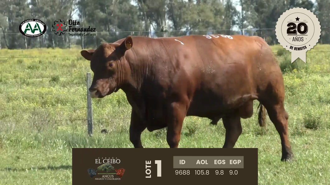 Lote 1 TORO ANGUS