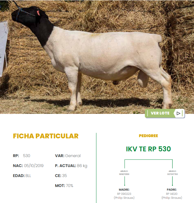 Lote LOTE 29