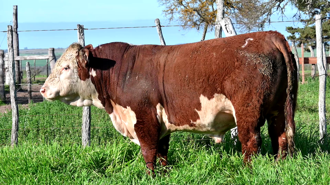 Lote 3 Toros POLLED HEREFORD a remate en Los Novilleros, Montevideo