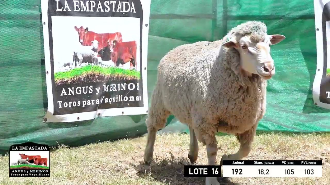 Lote 5 Carneros Merino Dohne a remate en 33º Remate Cabaña La Empastada, Durazno