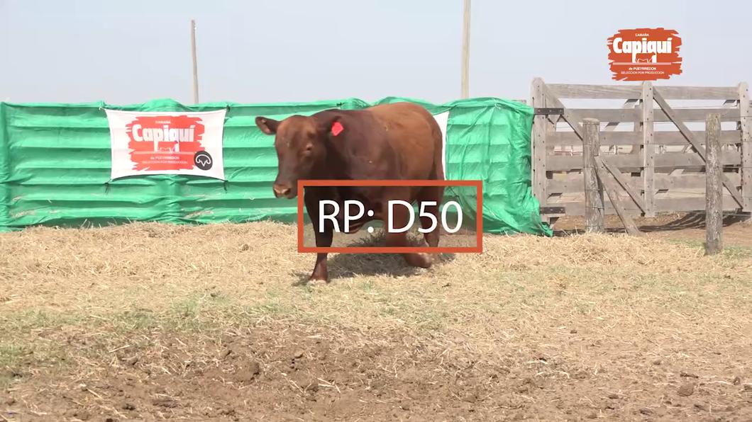 Lote Toro PC