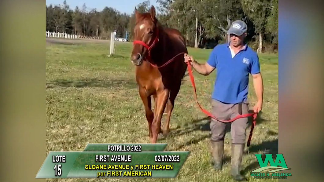 Lote FIRST AVENUE