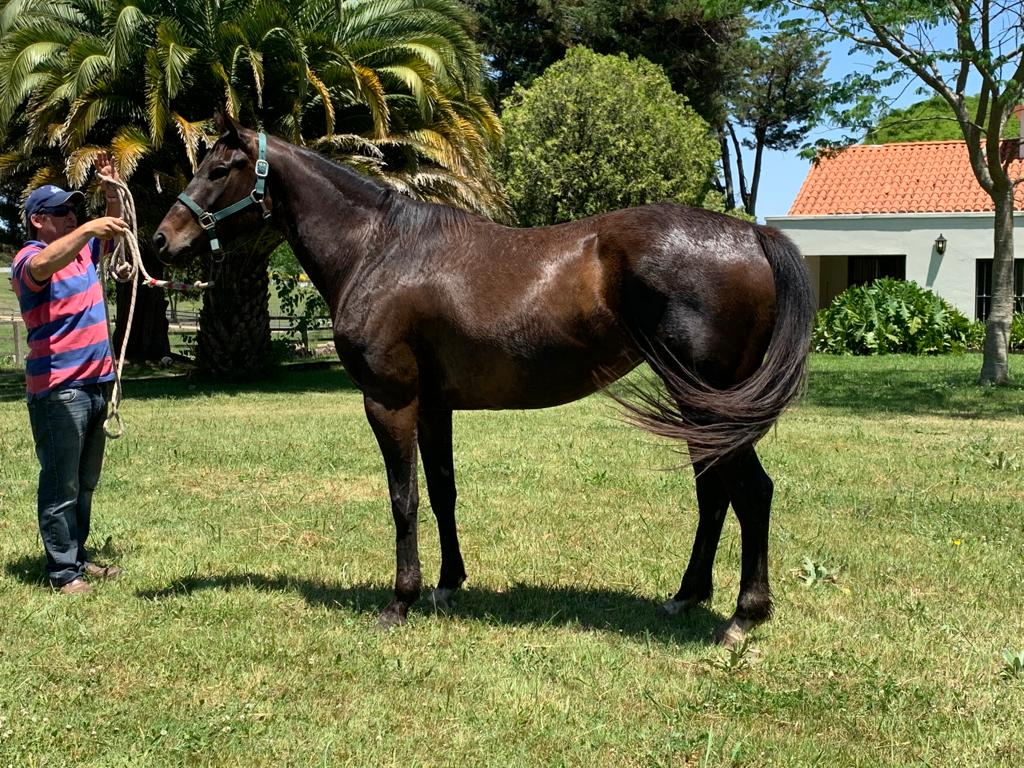 Lote FULLERA Z  - preñada por Gandhi Di Job
