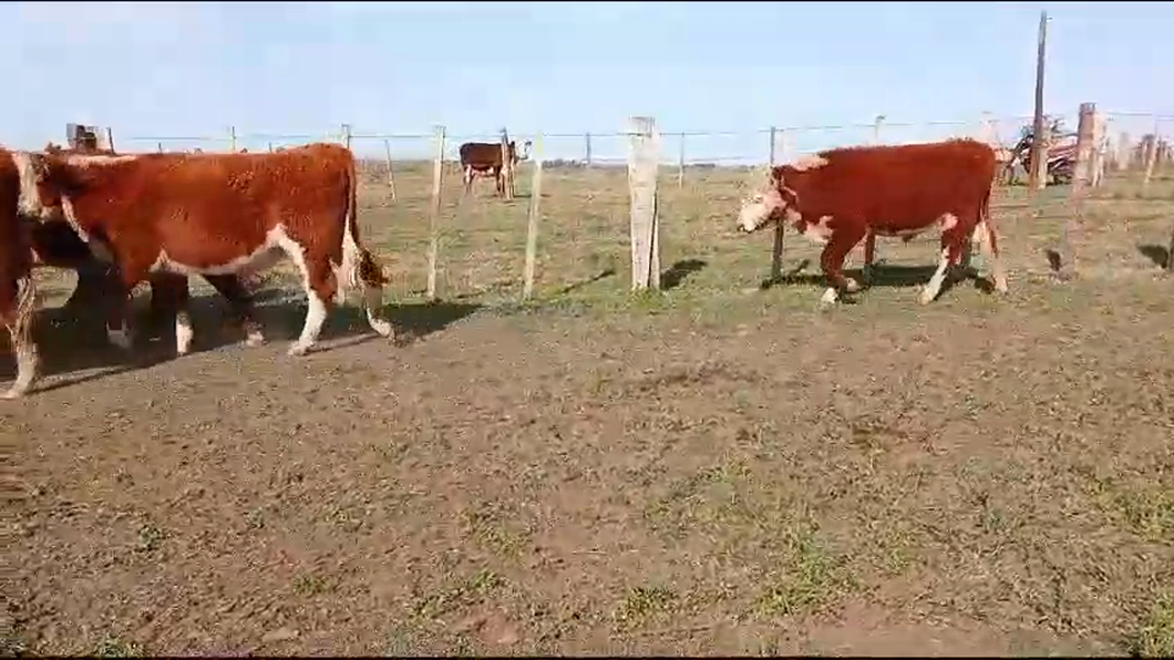 Lote 50 Novillos 1 a 2 años 48 HE,  2 NO a remate en Pantalla Expo Salto - Daniel Medina 284kg -  en SARANDI DE YACUY, 30 DE B.BRUM, 10 KM DE RUTA 3