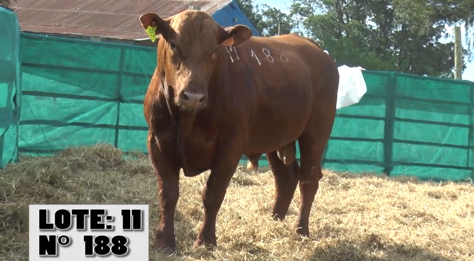 Lote 3 Toros a remate en Remate La Empastada , Artigas