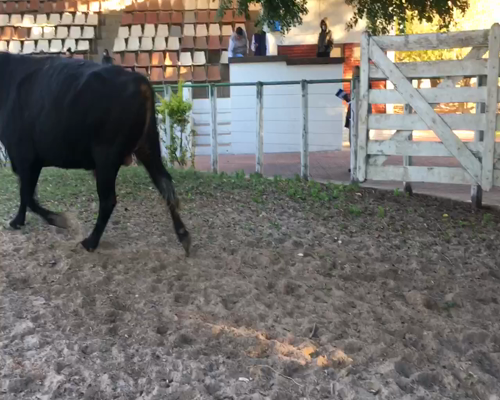 Lote 6 Toros en Esquina, Corrientes