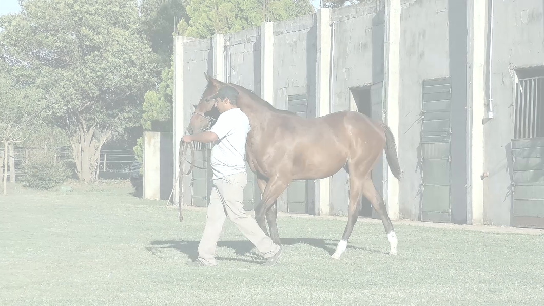 Lote RIO SONG (LENOVO - COSTA GOLD)