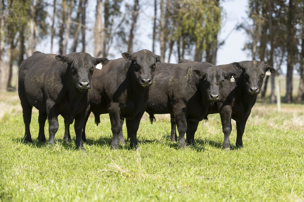 Lote Lote 10 - toros PI 2Años