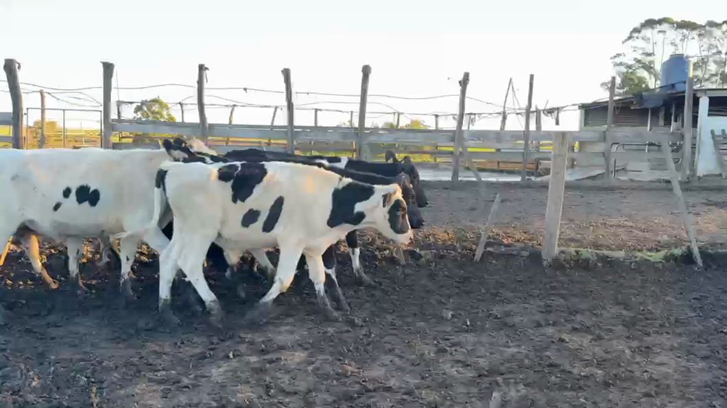 Lote NOVILLOS 1 a 2 AÑOS