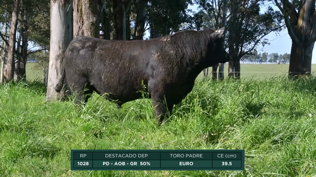 Lote Toros a remate en 16º Remate Anual La Campana de Ardao, Treinta y Tres