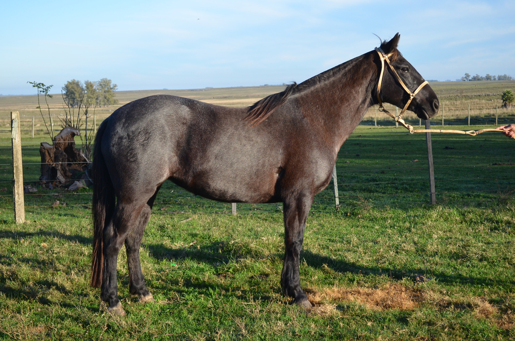 Lote Desatinada del Paso