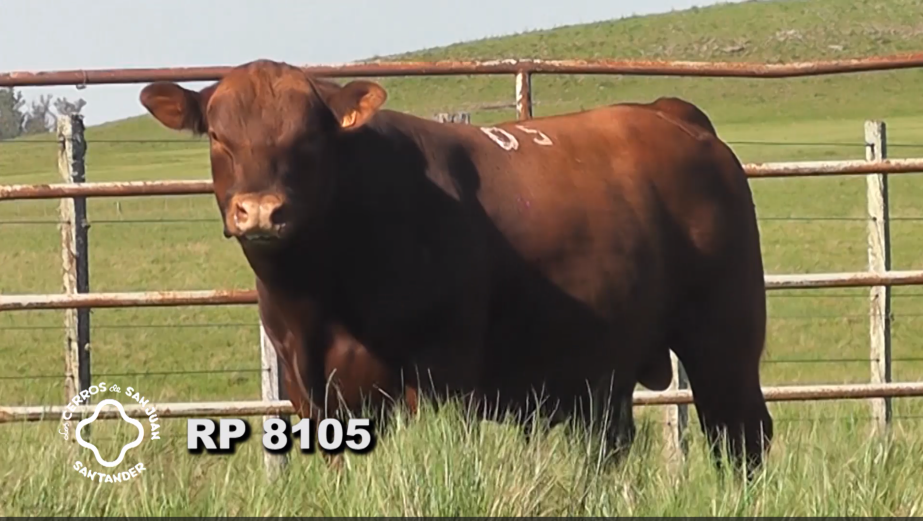 Lote 2 Toros Red Angus a remate en Los Cerros de San Juan - Santander, Artigas