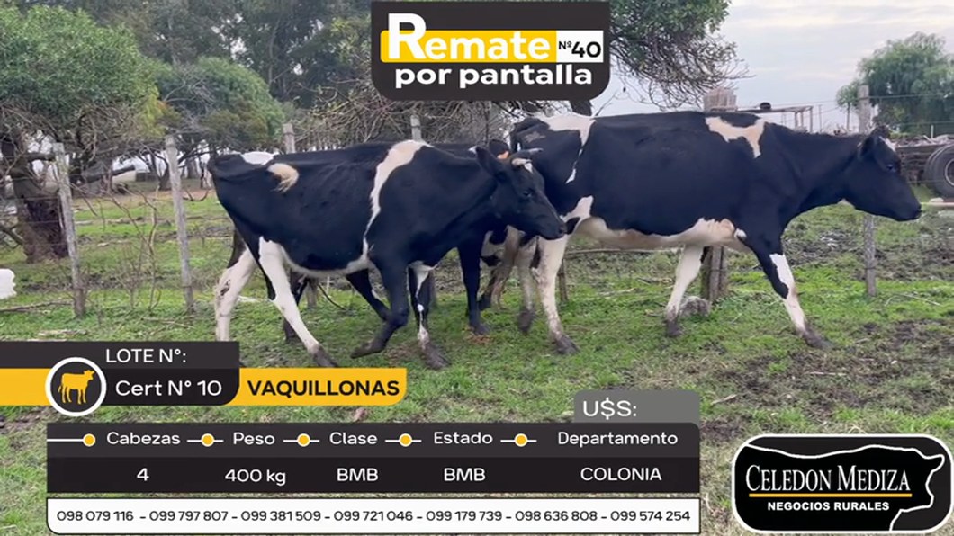 Lote 4 Vaquillonas Proximas en Colonia